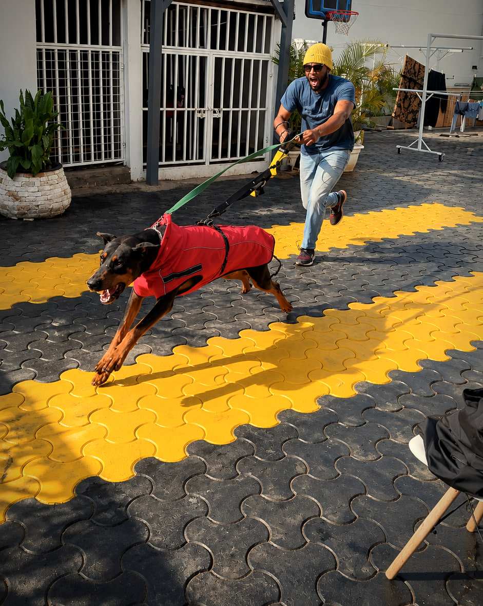 A Doberman in a red training vest drives forward on a long line held by a G.A.P handler, across a gold-paved courtyard.