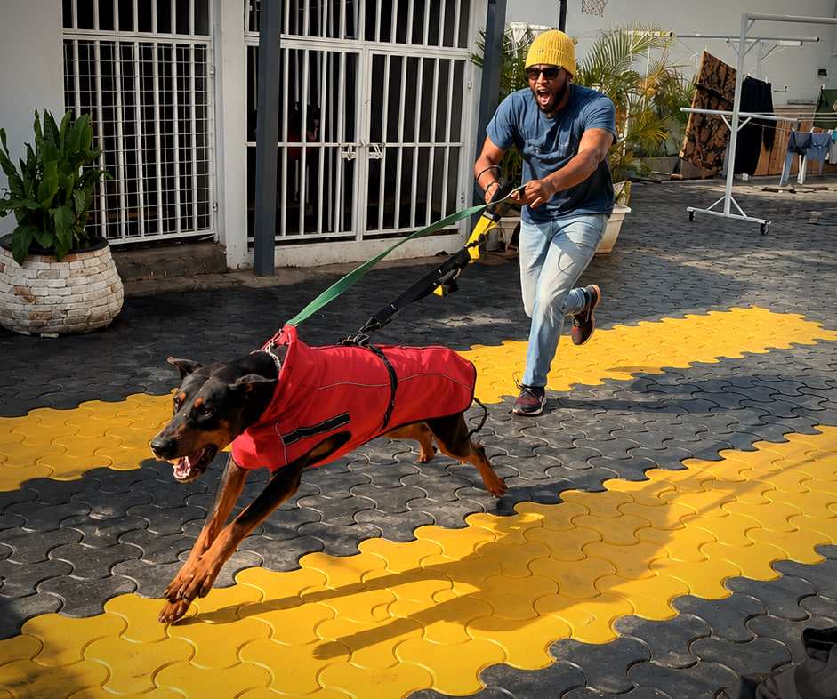 A Doberman in a red training vest drives forward on a long line held by a G.A.P handler, crossing a gold-paved strip.