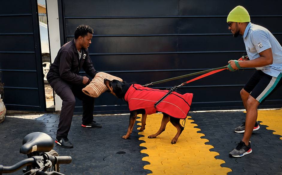 A Rottweiler in a red training vest grips a padded sleeve held by a decoy during protection training at a gate.