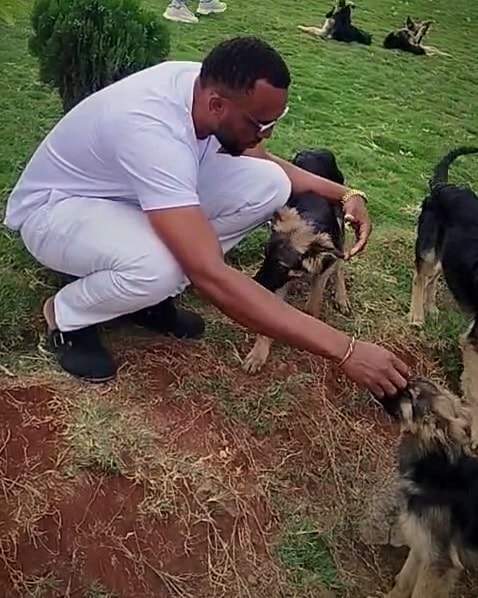 A trainer dressed in white crouches on the grass with German Shepherd puppies gathering around his hand.