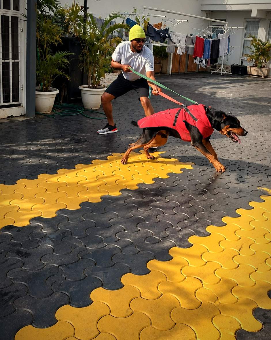 A handler braces as a Rottweiler in a red vest lunges forward on a lead