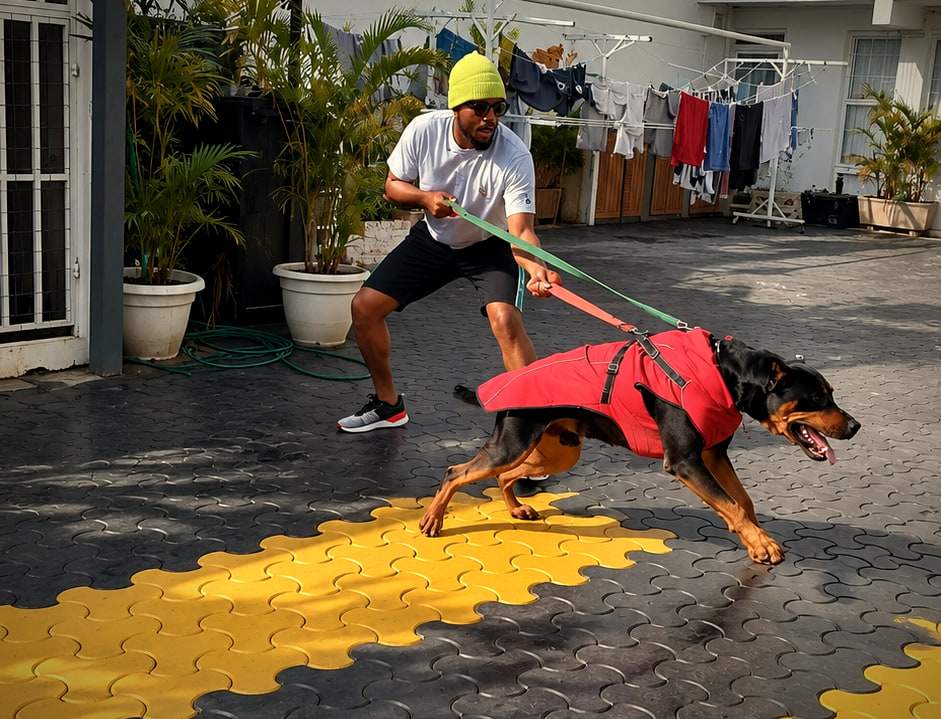 A trainer leans back holding two leads as a Rottweiler in a red vest pulls forward.