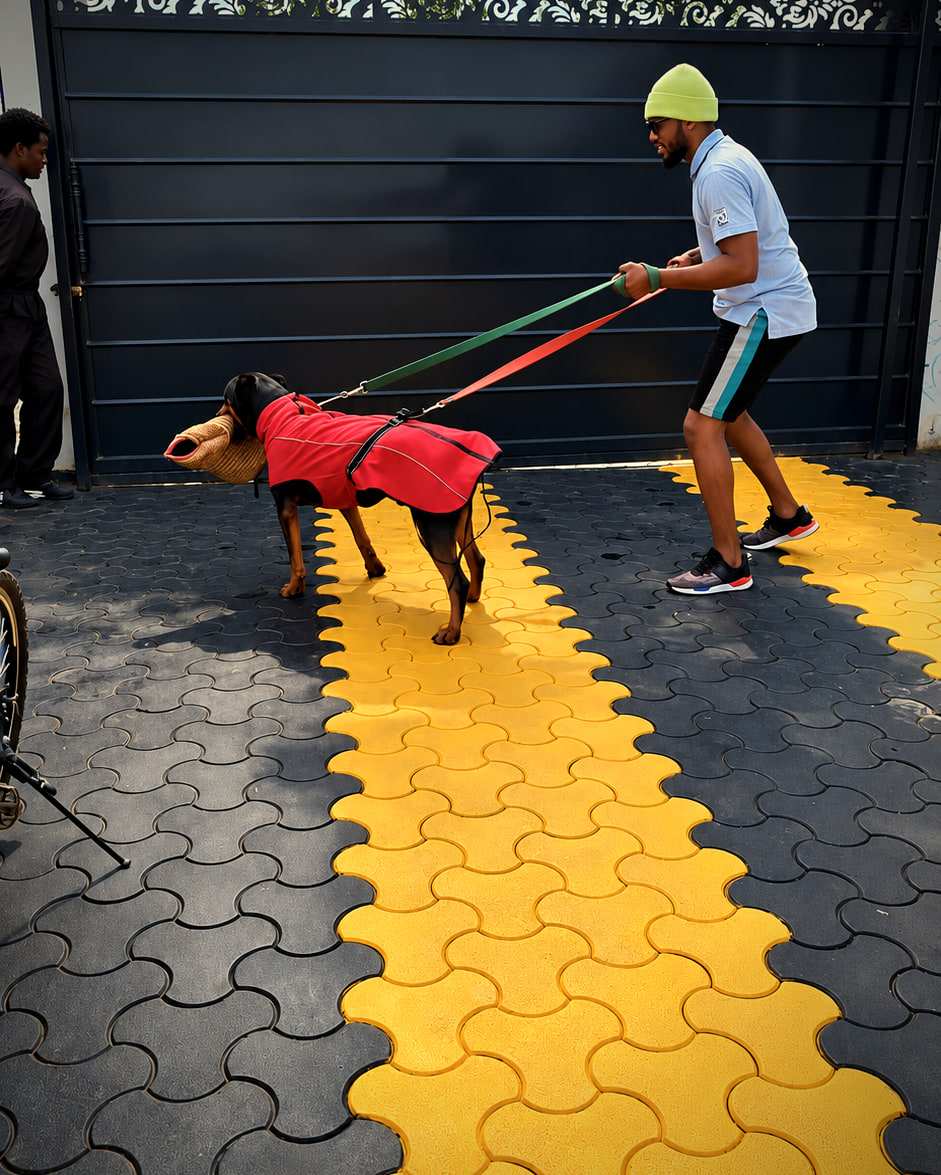 A Rottweiler in a red vest holds a padded training sleeve while a G.A.P handler controls it on two leads in front of a black gate.