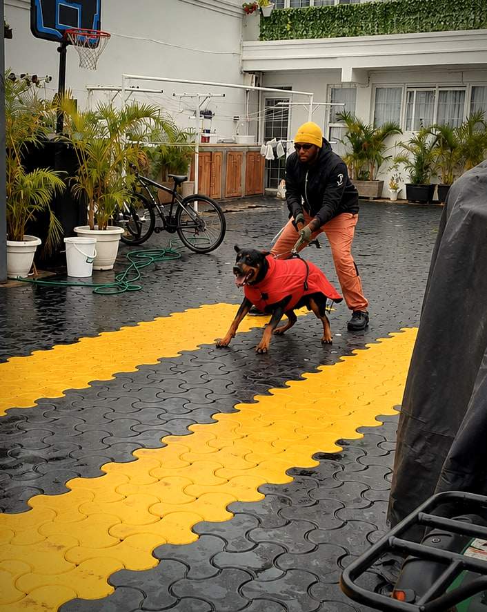 A trainer works a Rottweiler on wet black-and-gold paving on a rainy day